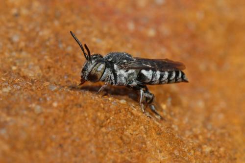 Coelioxys sp.